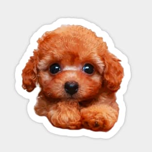 Poodle Puppy Dog - Teacup Mini Standard all are so cute! Sticker